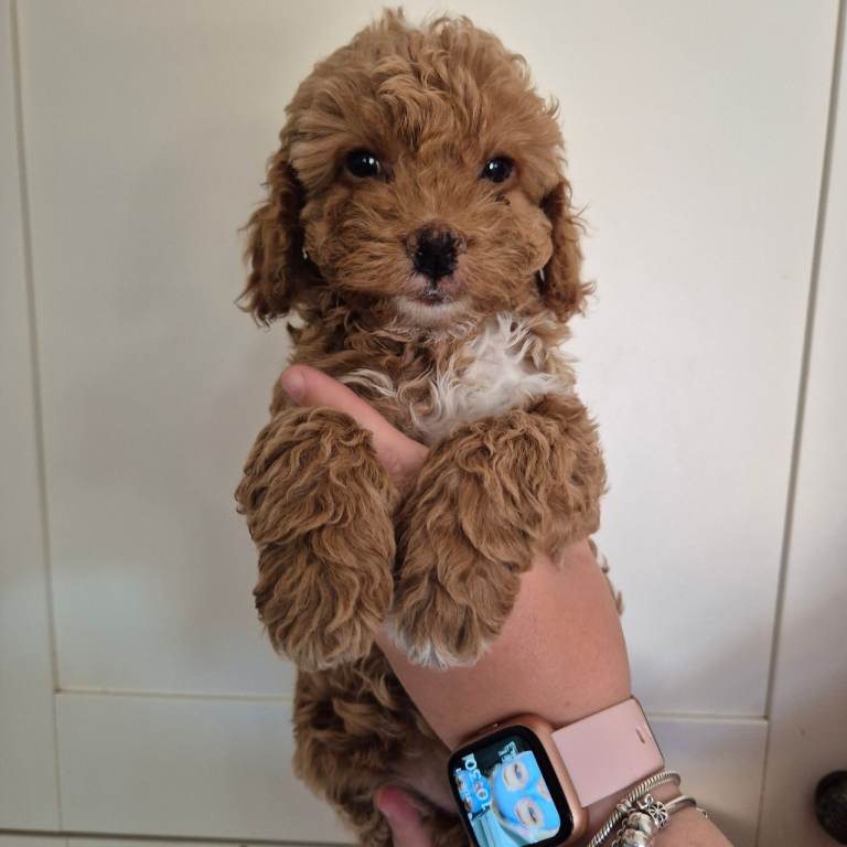 2 female cockerpoo puppies 