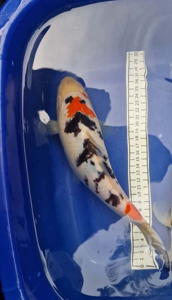 Koi carp for sale 