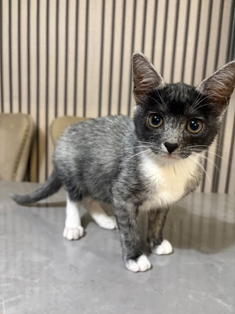 Kitten for Sale 