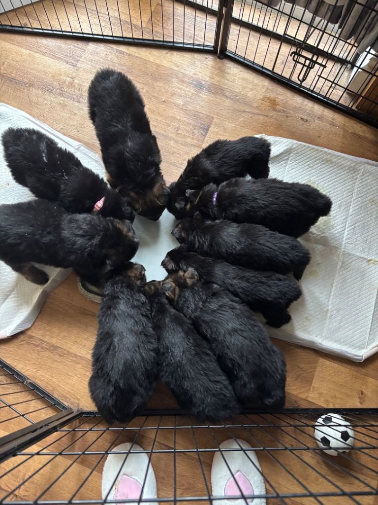 German shepherd puppies for sale 