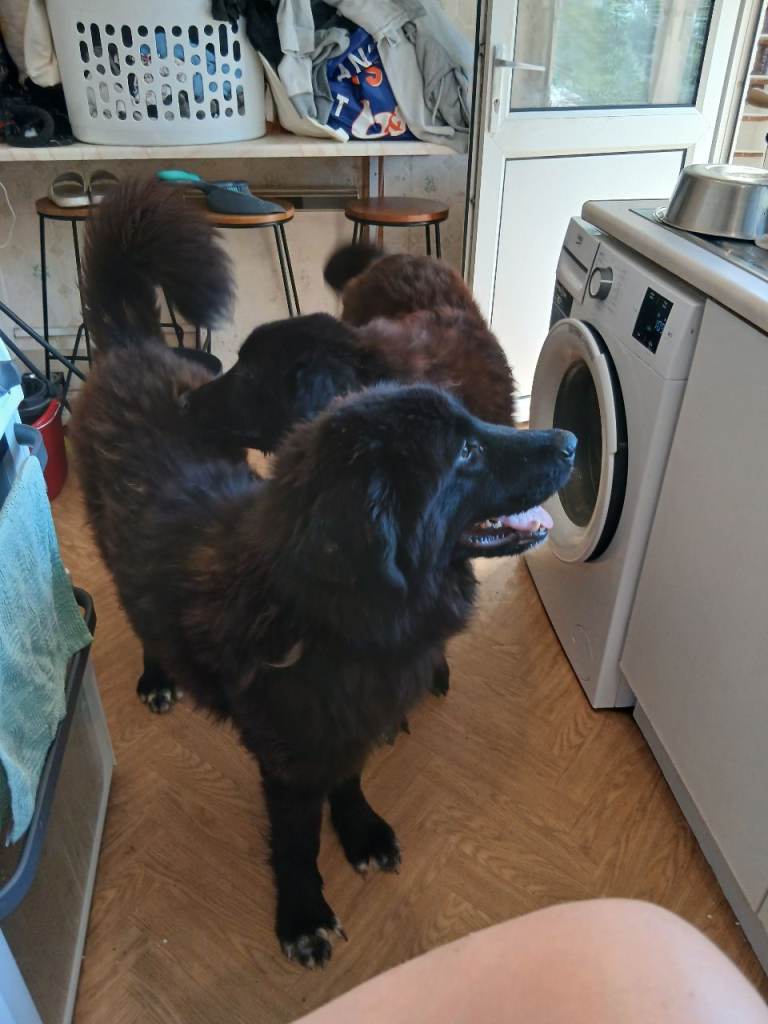 Raven dog | in Royston, Cambridgeshire | Gumtree