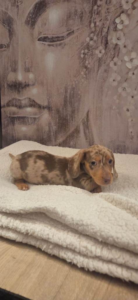 Dachshund puppies 