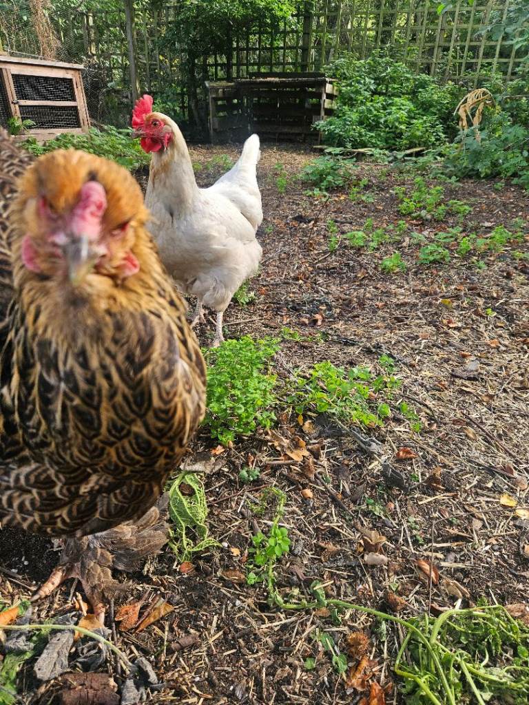 hens and kit