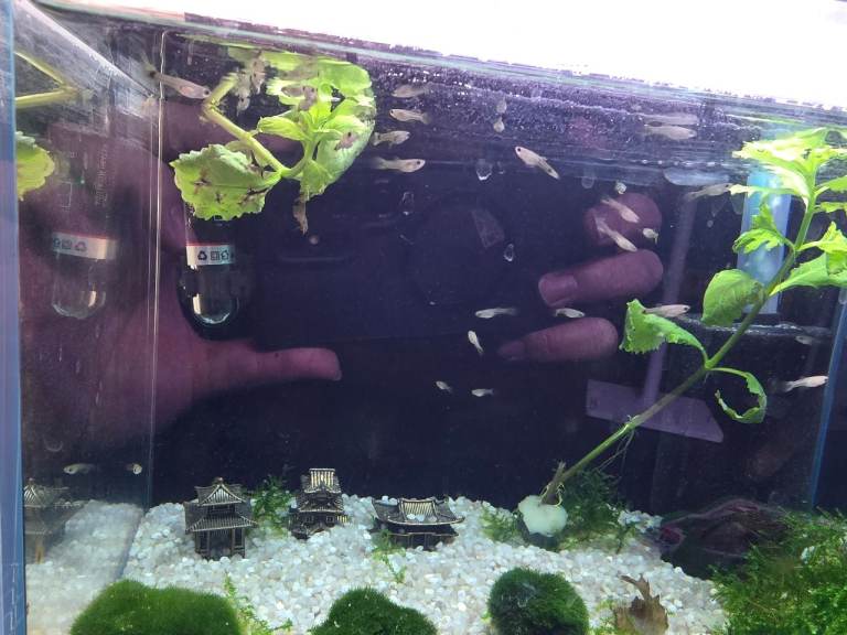 Guppys