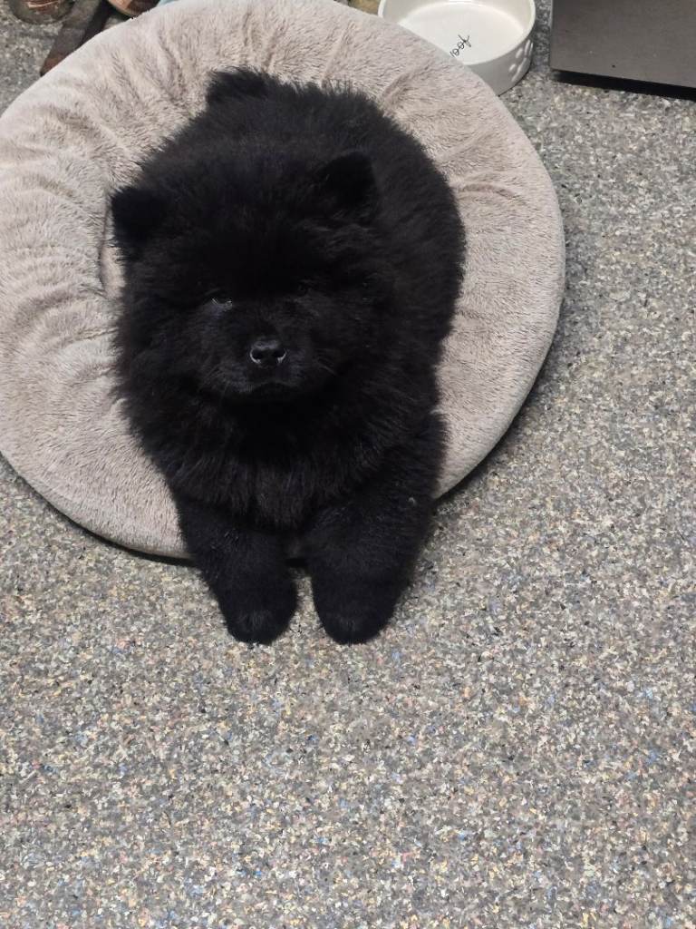 Full Chow Chow MALE Teddy Bear Puppy 🐻 Last one🖤 