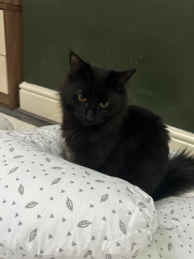 Kitten Obsidian (mix Maine Coon) 
