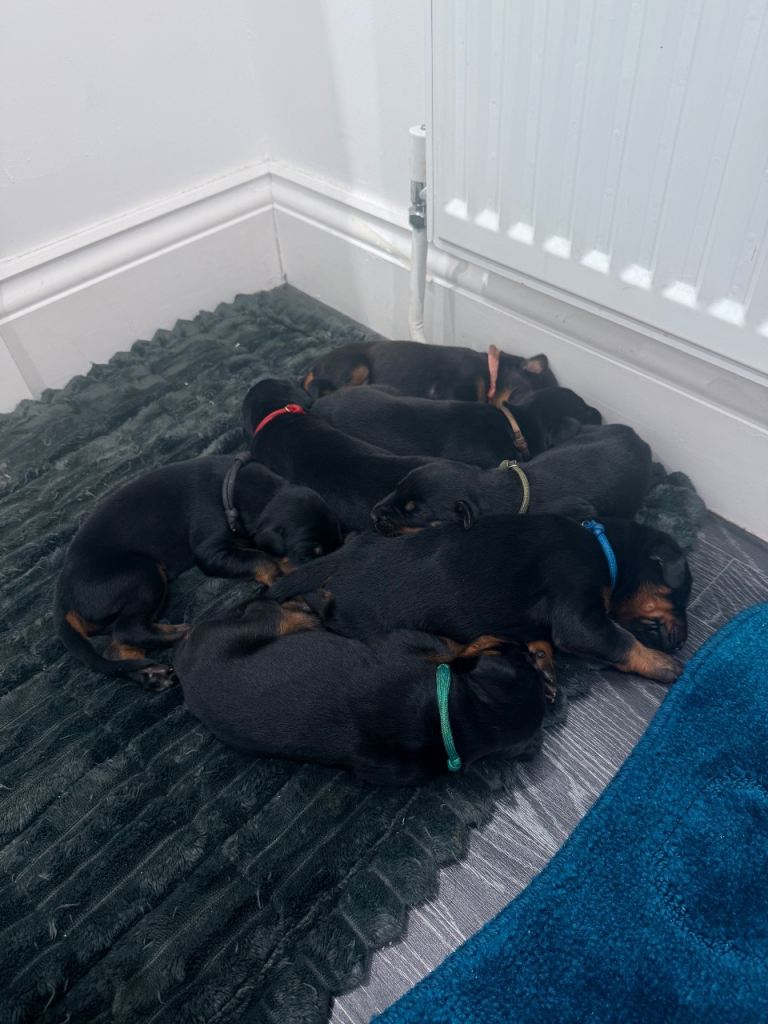 Doberman puppies
