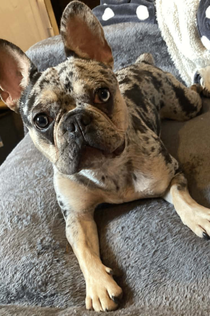 French bulldogs for sale 