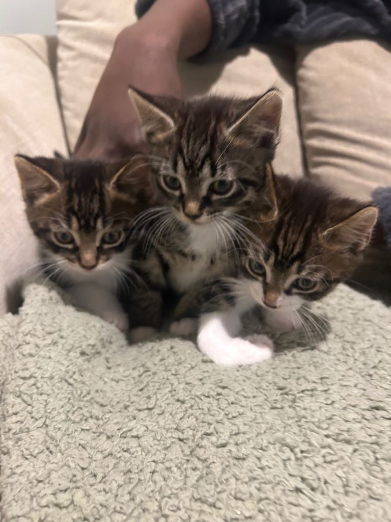3 kittens