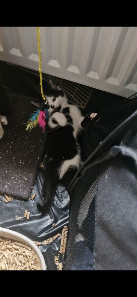 1 boy 3 girls left