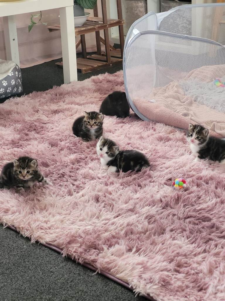 Kittens for sale £50
