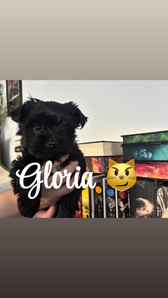 2 Beautiful Yorkshire Terrier Puppies Looking for Their Forever Homes