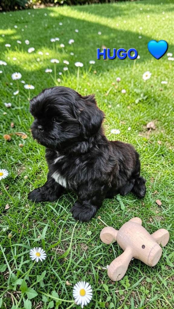 Rare black Standard Shih Tzu with blue skin