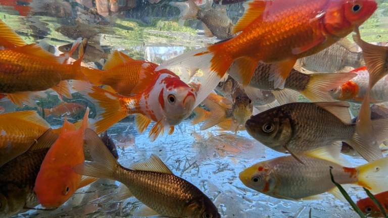 Goldfish - Mixed colour fish