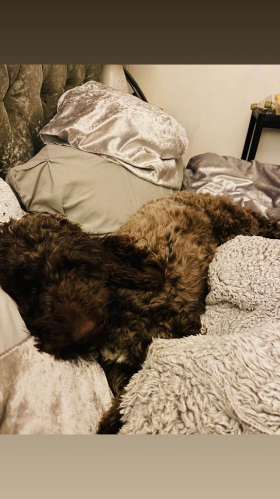 Beautiful cockapoo puppies for sale 