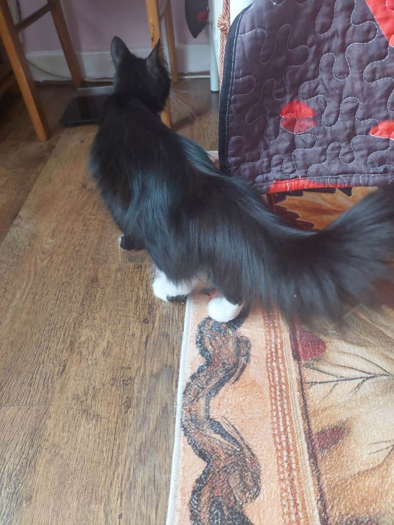 Beautiful kitten's for sale 