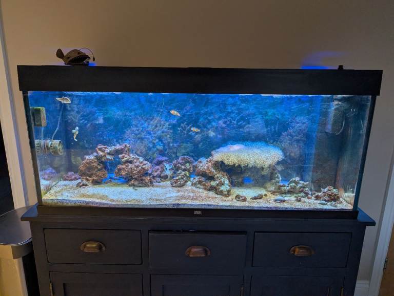Juwel Rio 240 with full set up, all in photos, for marine aquarium 