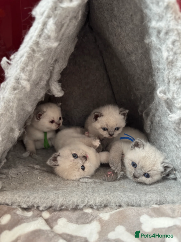 Gorgeous GCCF Registered chunky Colourpoint BSH kittens for sale
