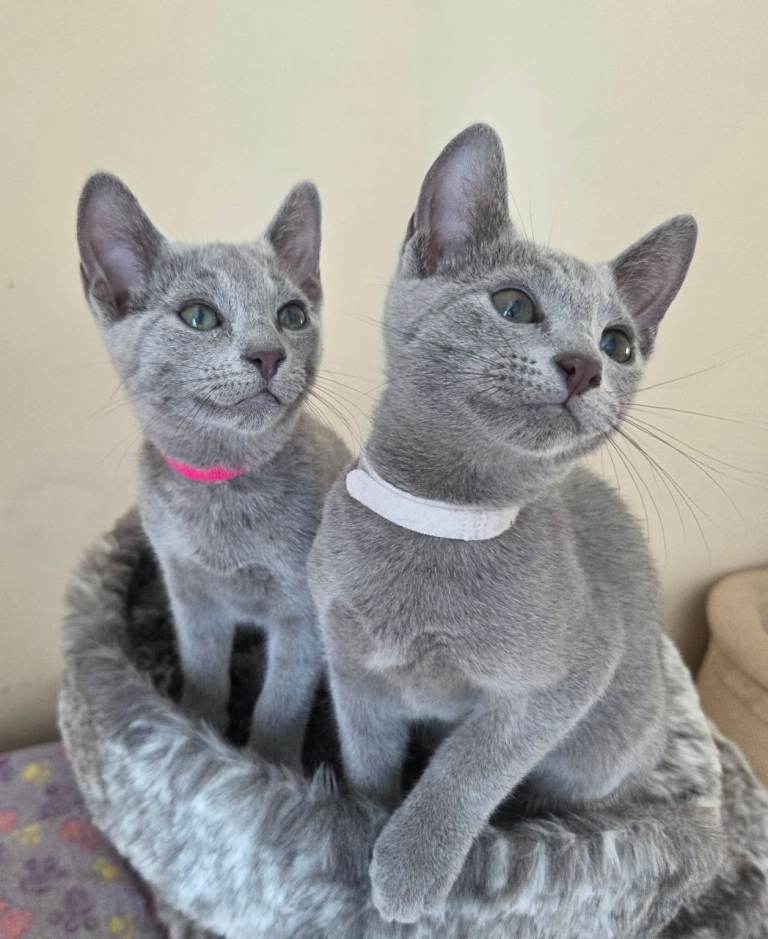  Ready now -Russian Blue Kittens – TICA Registered, Champion Line 