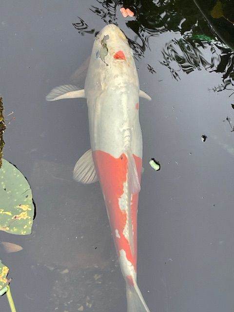 Koi looking for a new home in North London