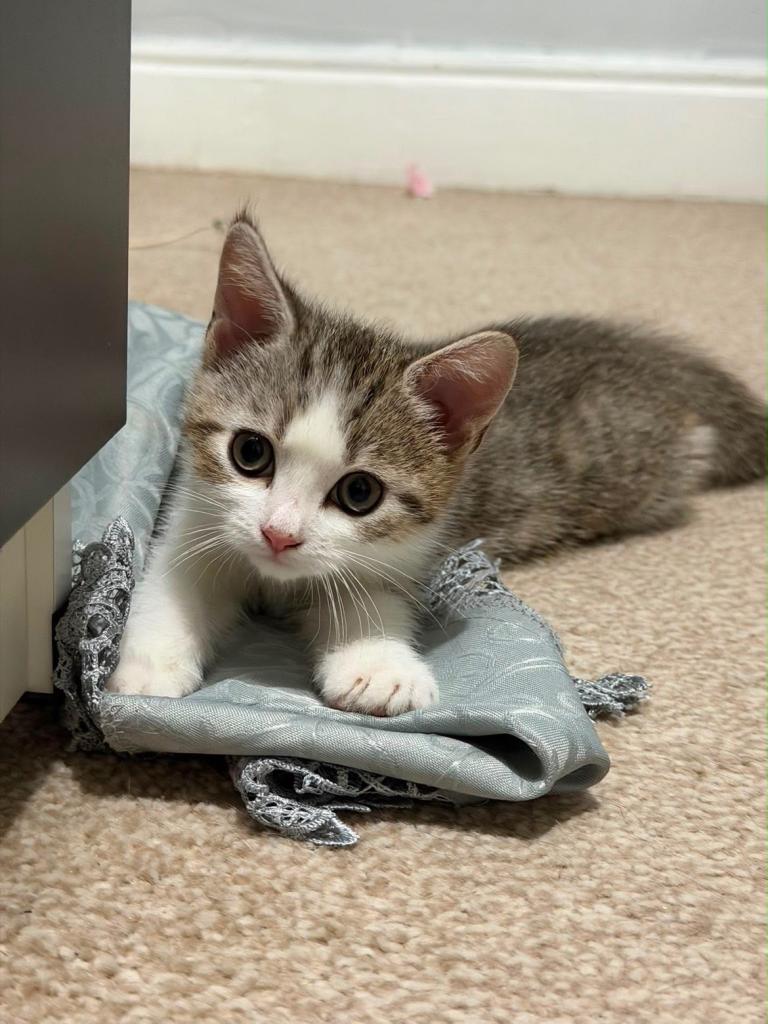 British shorthair kitten “URGENT”