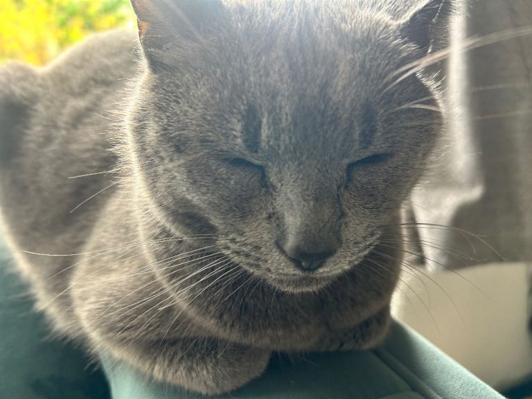 Beautiful gentle British short hair 