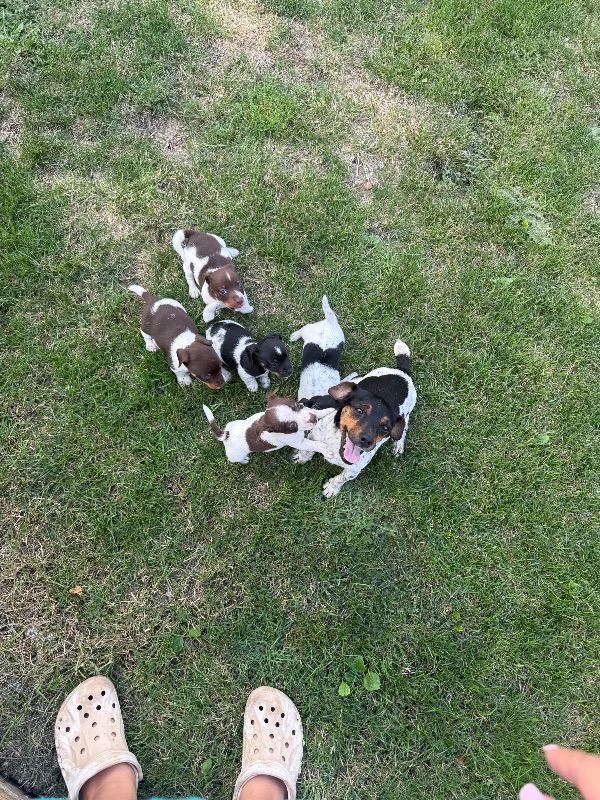 Jack Russell 