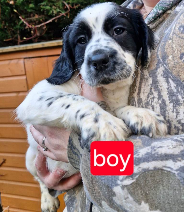 Springer spaniel pups for sale 