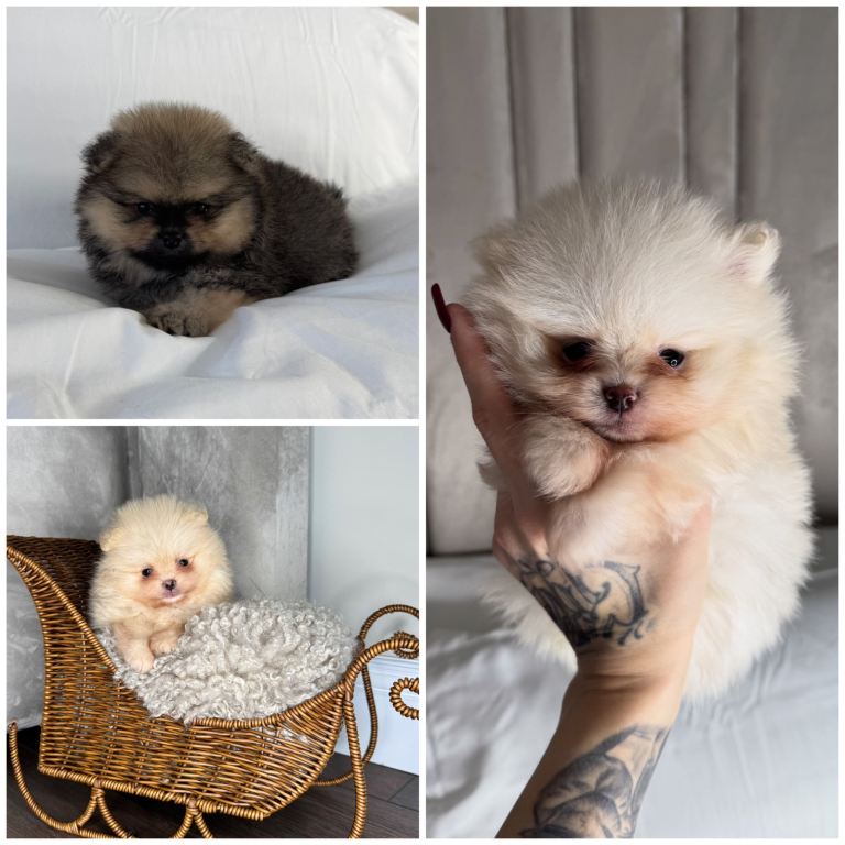 Kc Teddy & xs Pomeranian puppies 😍