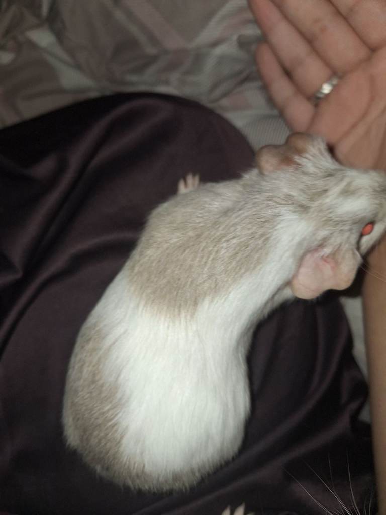 3 male guinea pigs !URGENTLY NEED TO LEAVE!