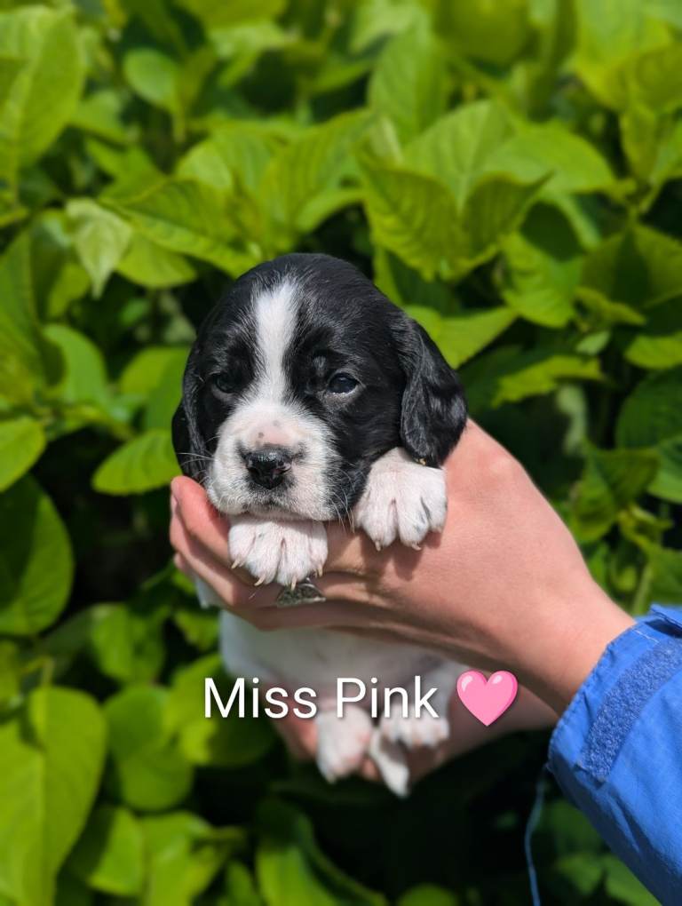 Spreagle pups 