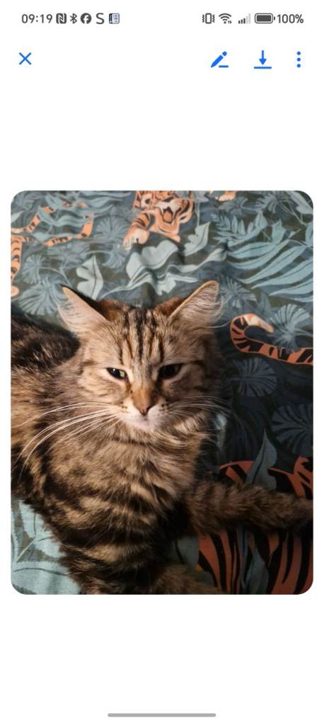 Maine  coon kittens for sale 