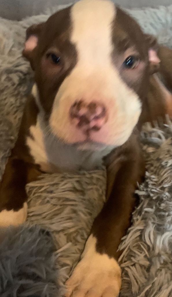 21 weeks beautiful boys pockets left 