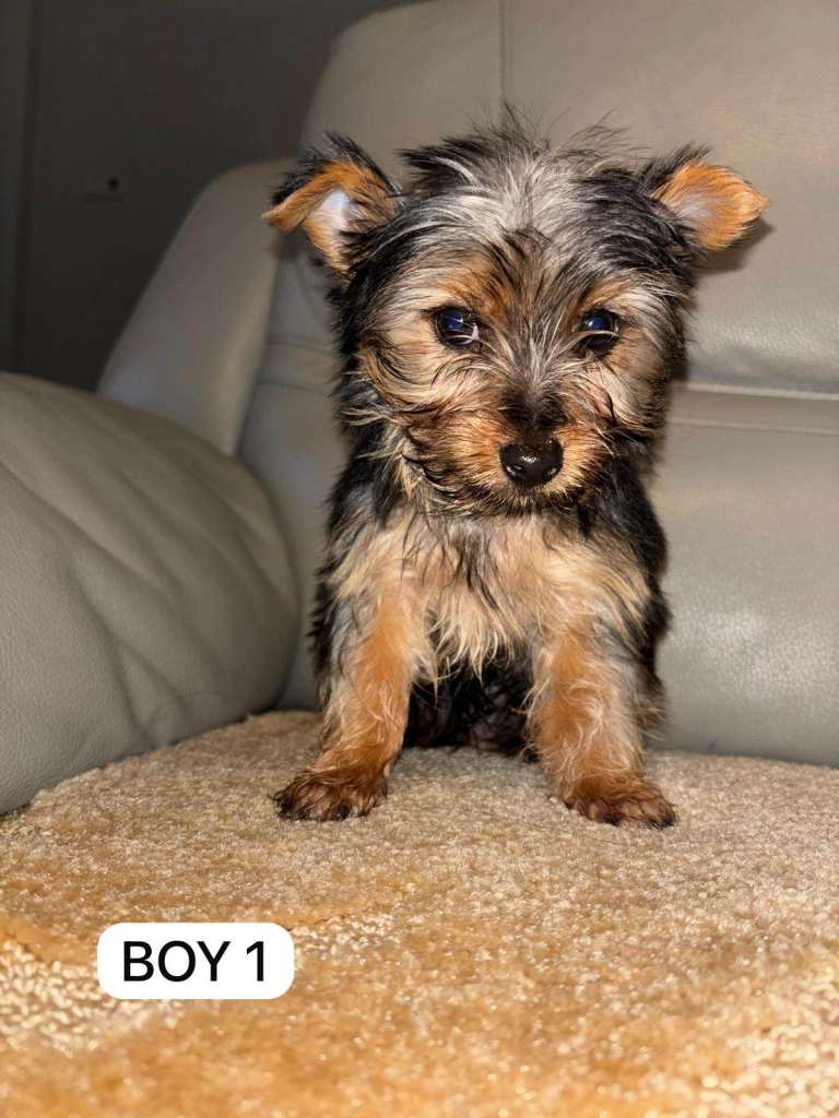 3 Beautiful Yorkshire Terrier puppies 