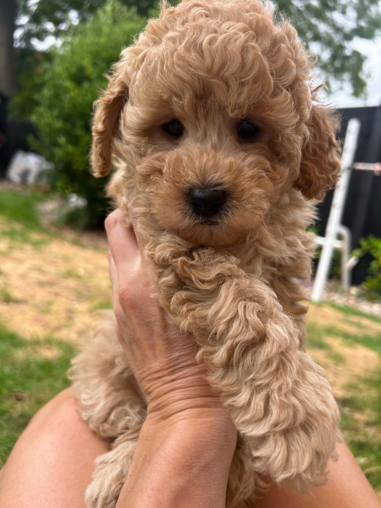 Toy poodle pups for sale 