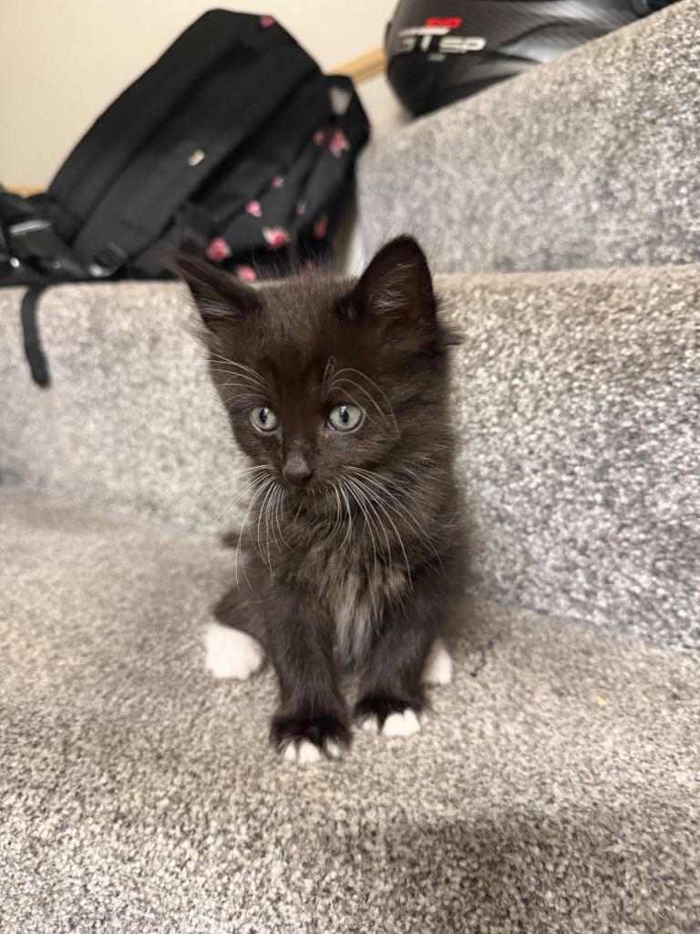 4 adorable ragdoll x tabby mix kittens