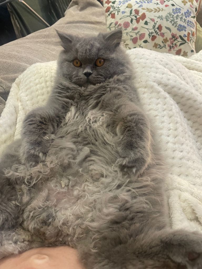 Yoshi British Longhair 🐱