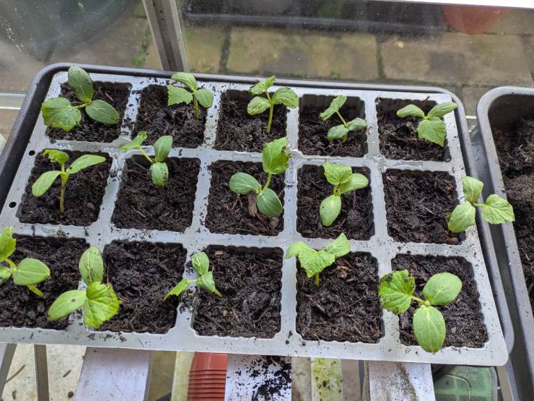 Cucumber plants for sale