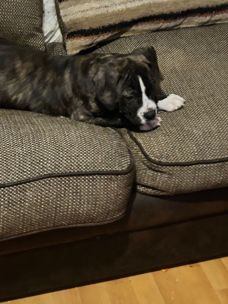 Bailey last in litter to find a loving home xx