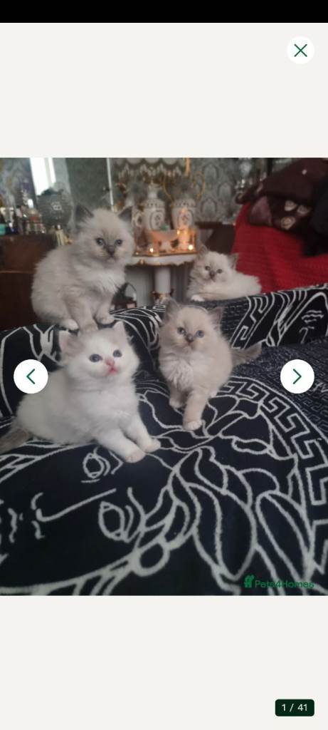Ragdoll