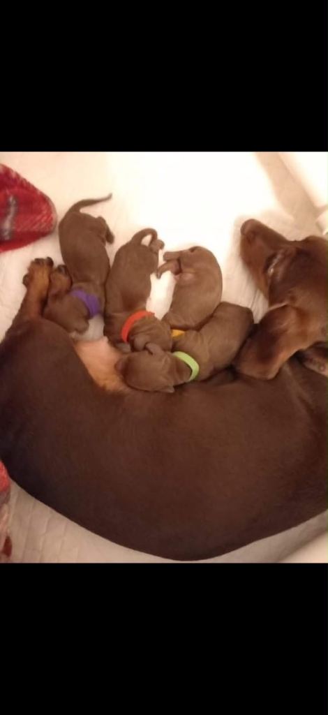 Beautiful Dachshund Puppies 