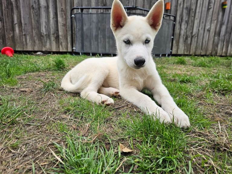 Puppies for sale Huskita 