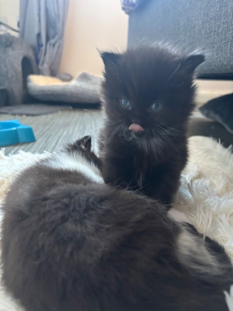 half norwegian kittens 