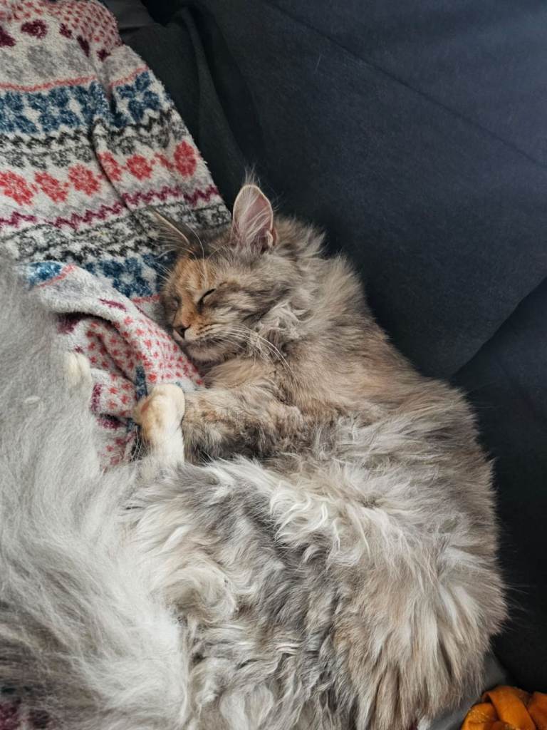 Beautiful Maine Coon Female