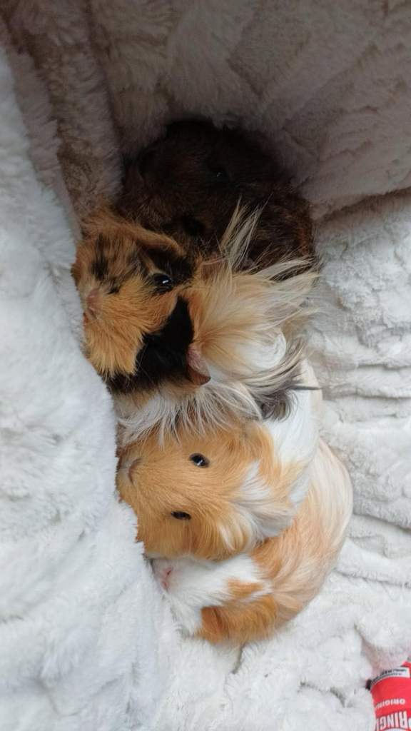 Four female guinea pigs