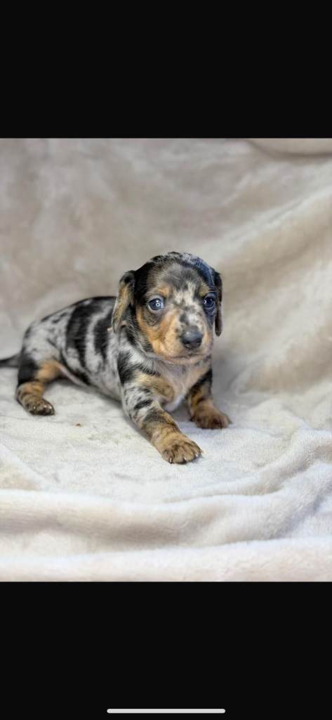 Pink carrier miniature dachshunds