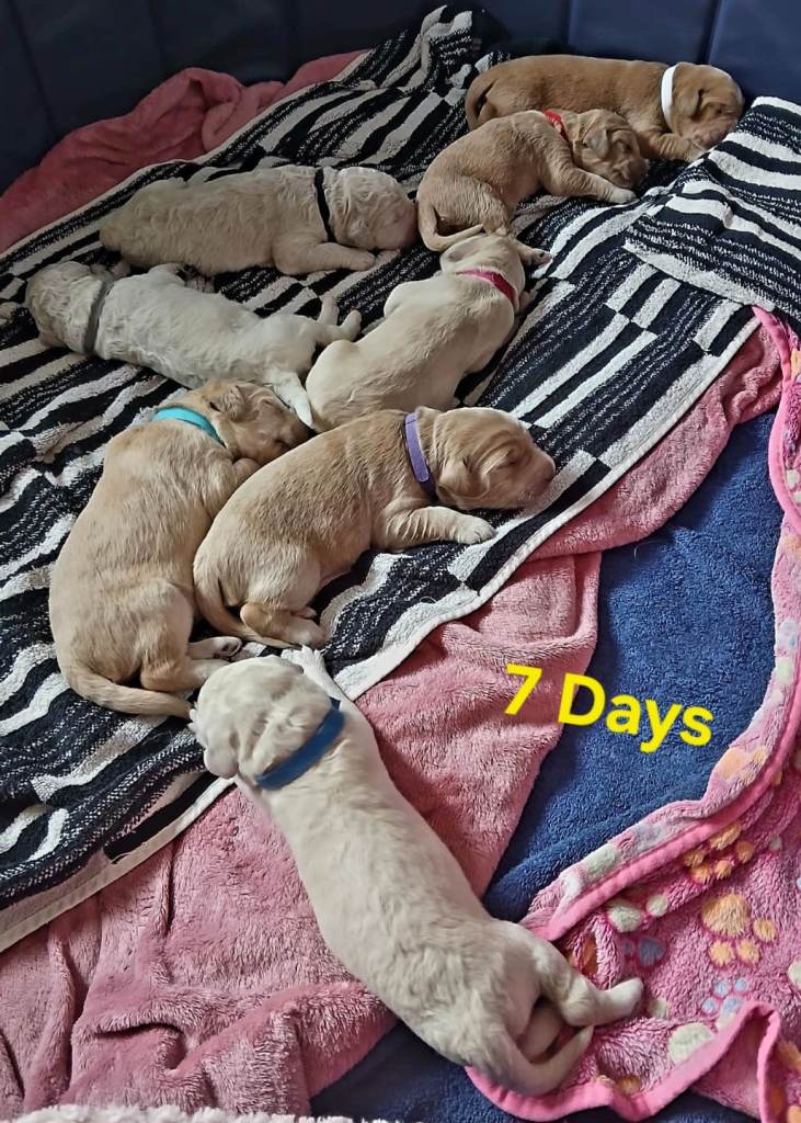 Double Doodle Puppies