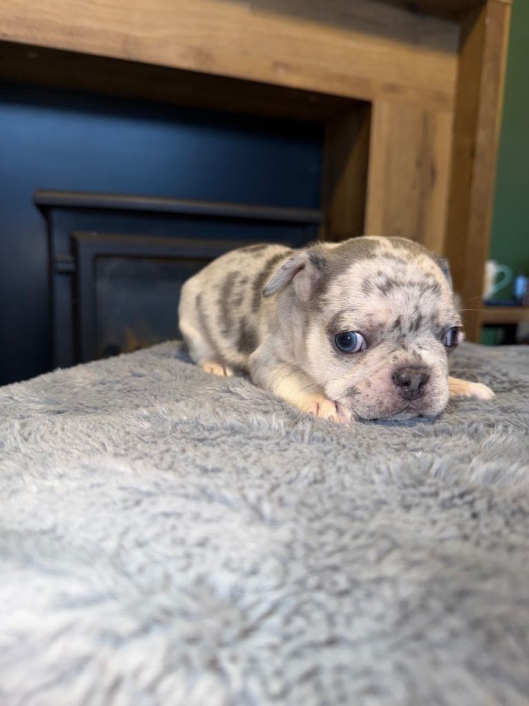 French bulldog puppies for sale LE5 2LT