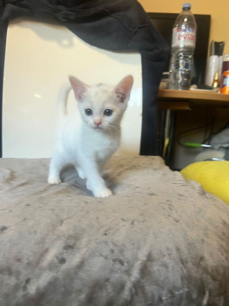 kittens