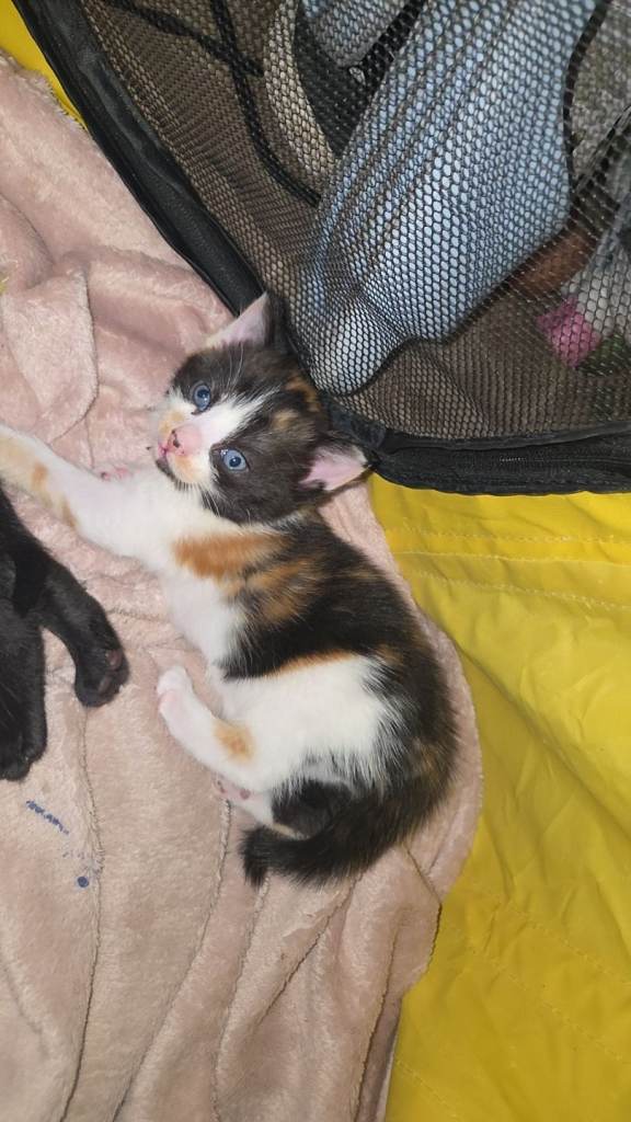 Beautiful mixed kittens